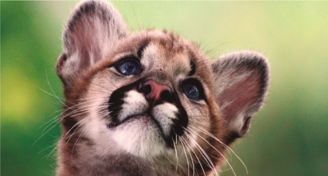 Animales, trato amigable Trato amigable