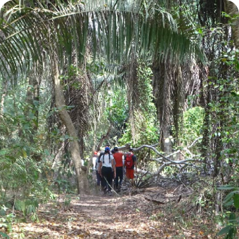 Caminata por el bosque caminata por el bosque